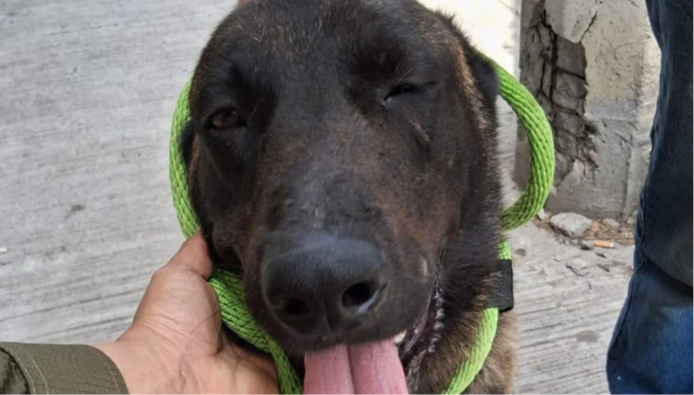 Rescatan a perro lesionado tras presunto ataque con machete en Apodaca