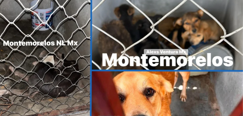 Denuncian presuntas malas condiciones en centro de atención animal de Montemorelos