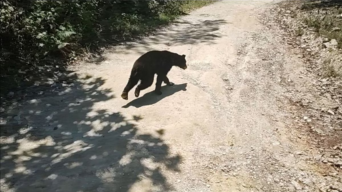 Autoridades de Nuevo León alertan por avistamientos de osos negros en zonas urbanas