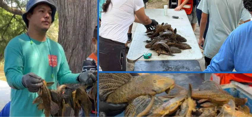 Vecinos participan en jornada para reducir la presencia del pez diablo en el Río La Silla