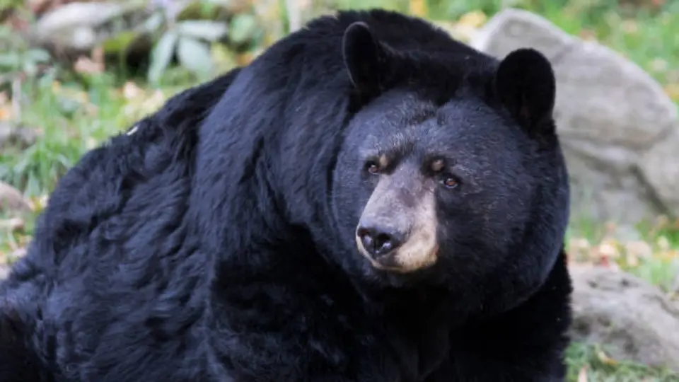 Colocar trampas con clavos para osos negros en Nuevo León podría implicar sanciones penales